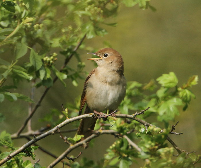 Nightingale