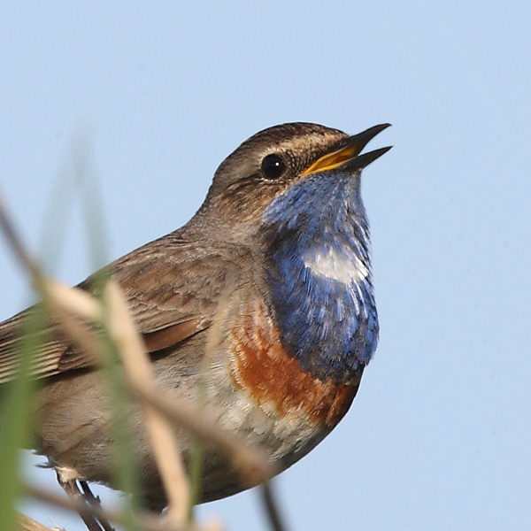 White-spotted Bluethroat