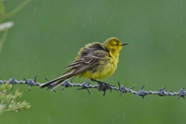 Yellow Wagtail