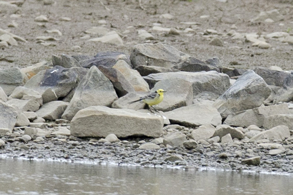 Citrine Wagtail