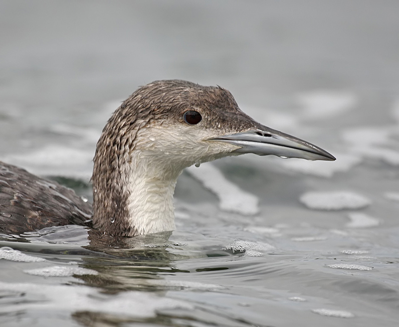 Black-throated Diver