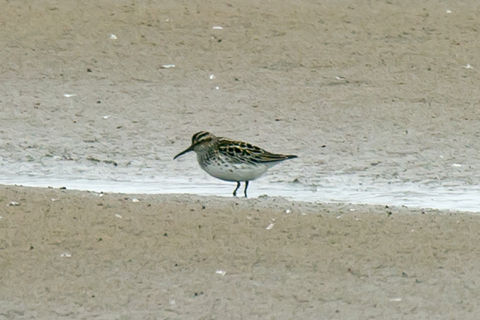 Broad-billed Sandpiper