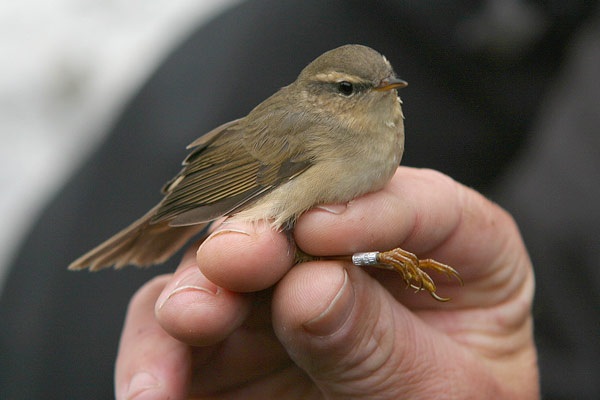Dusky Warbler