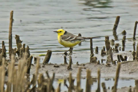 Citrine Wagtail