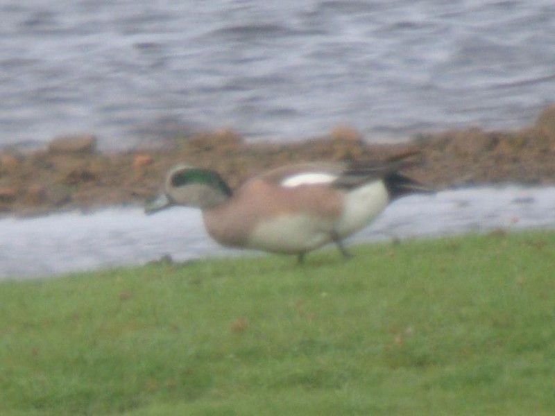 American Wigeon 