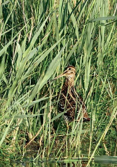 Great Snipe
