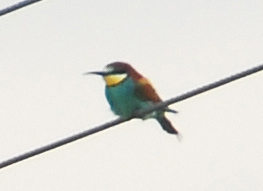 Bee-eater