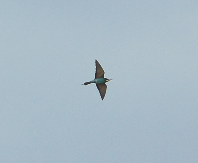 Bee-eater