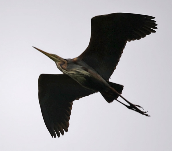 Purple Heron