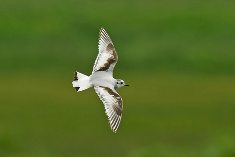 Little Gull