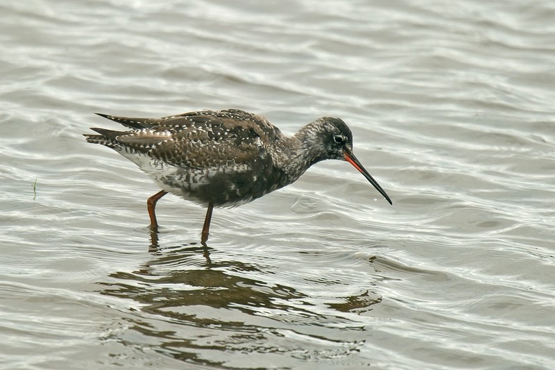 Spotted Redshank