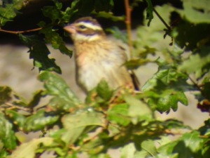 Rose-breasted Grosbeak