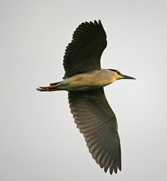 Night Heron