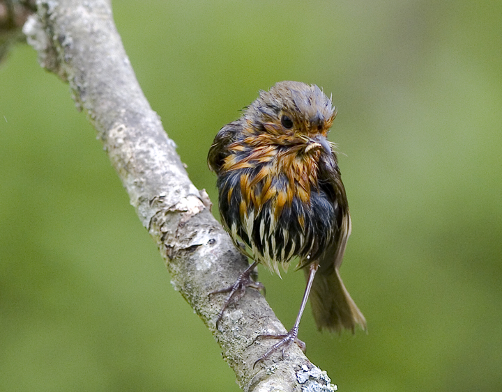 Robin
