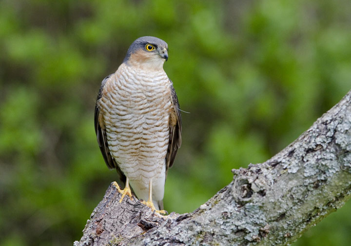 Sparrowhawk