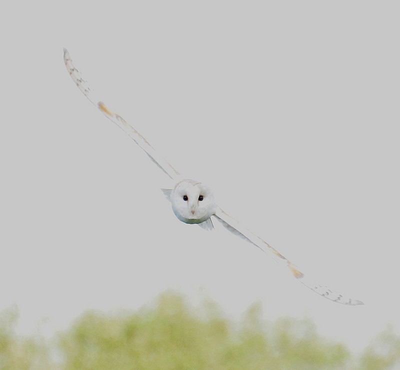 Barn Owl