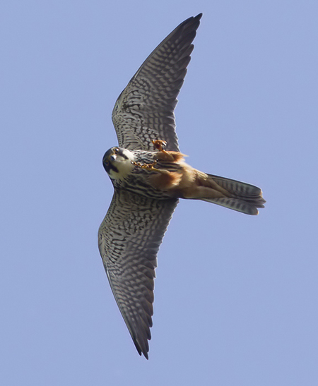 Hobby