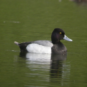 Lesser Scaup