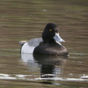 Lesser Scaup