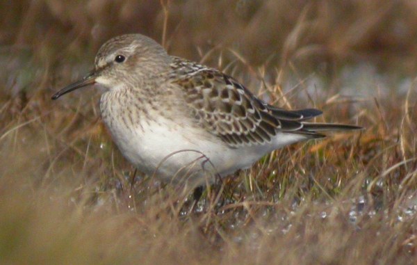 White-rumped Sandpiper