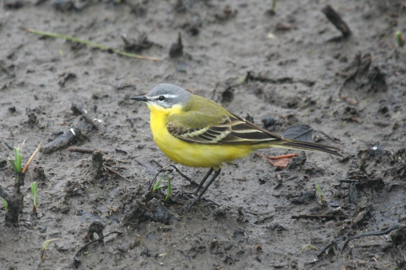 Blue-headed Wagtail