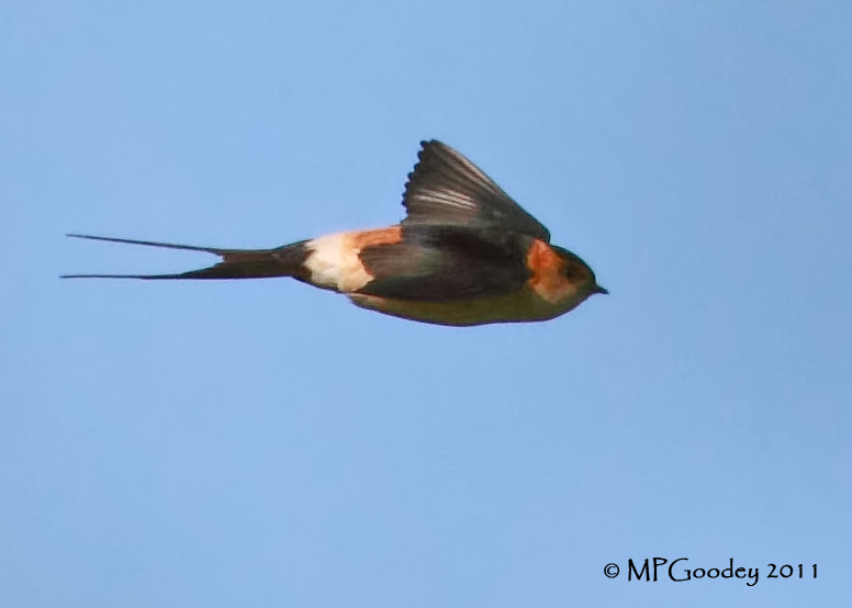 Red-rumped Swallow