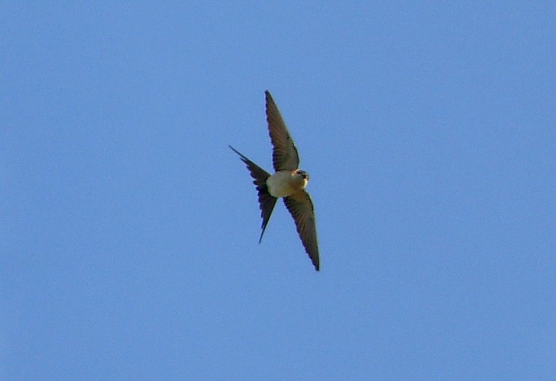Red-rumped Swallow