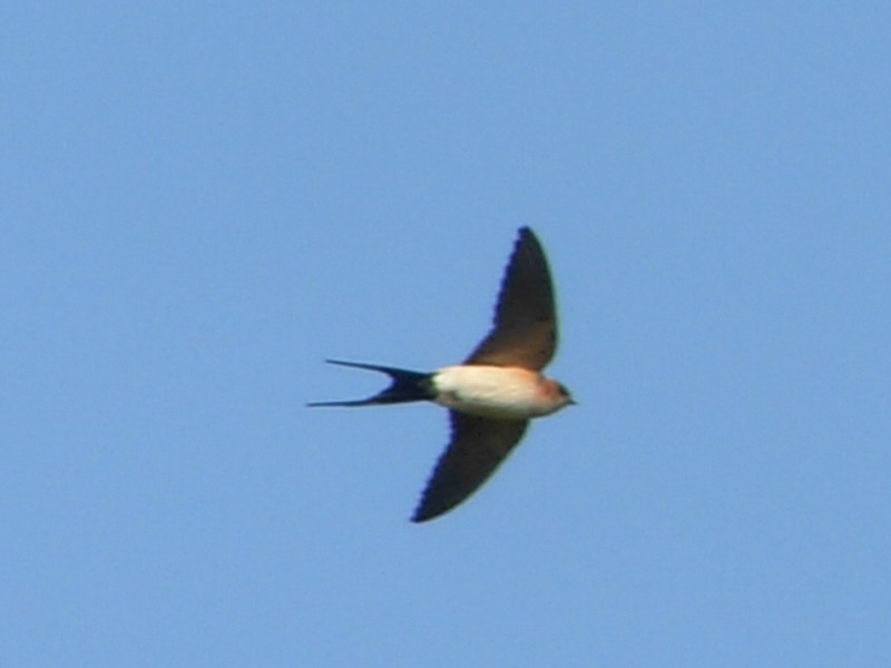 Red-rumped Swallow