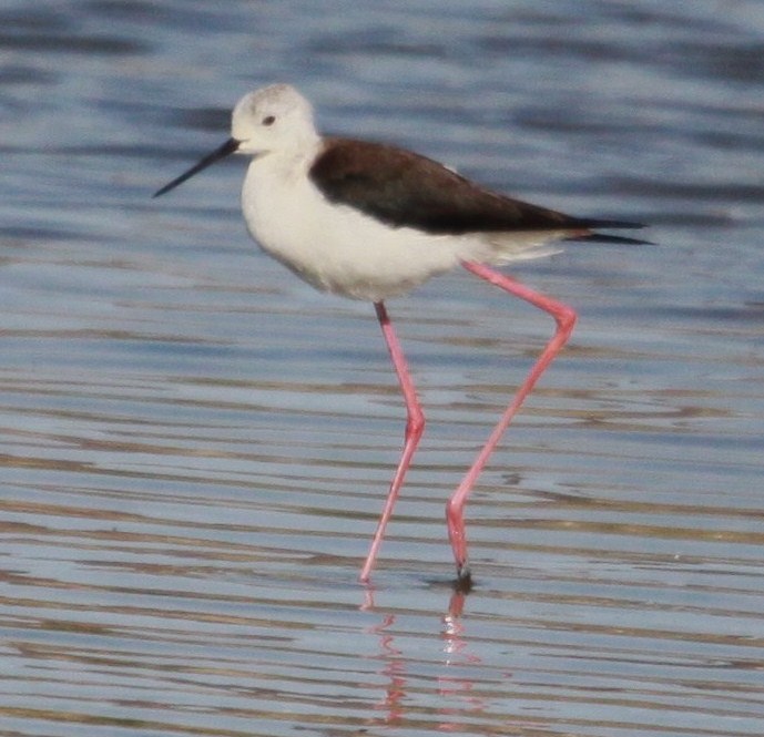 Black-winged Stilt