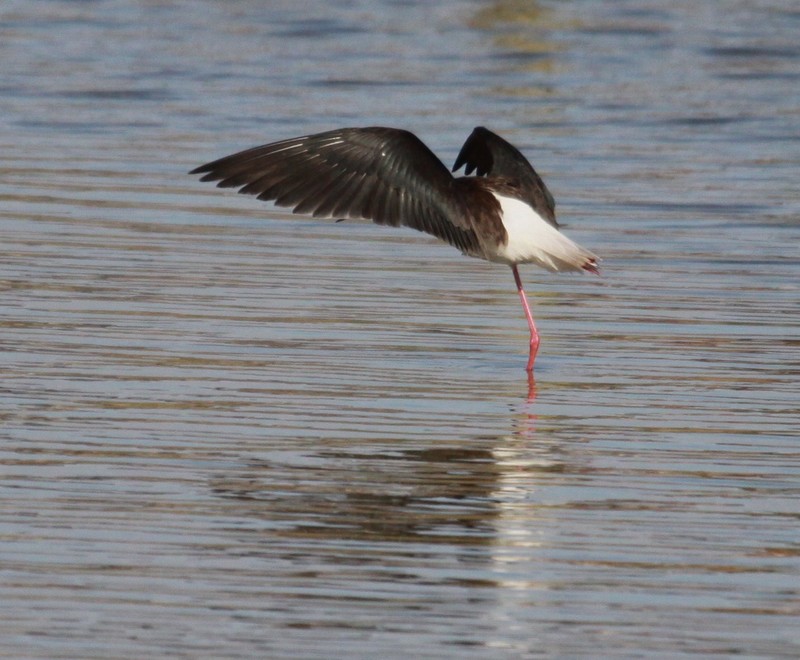 Black-winged Stilt