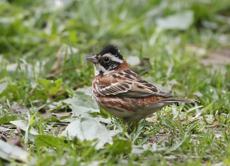 Rustic Bunting