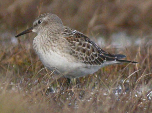 White-rumped Sandpiper