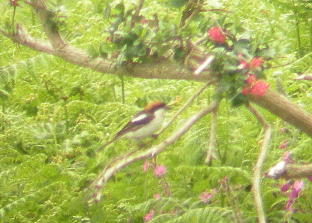 Balearic Woodchat Shrike