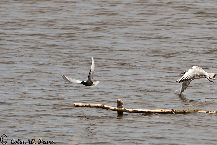 White-winged Black Tern