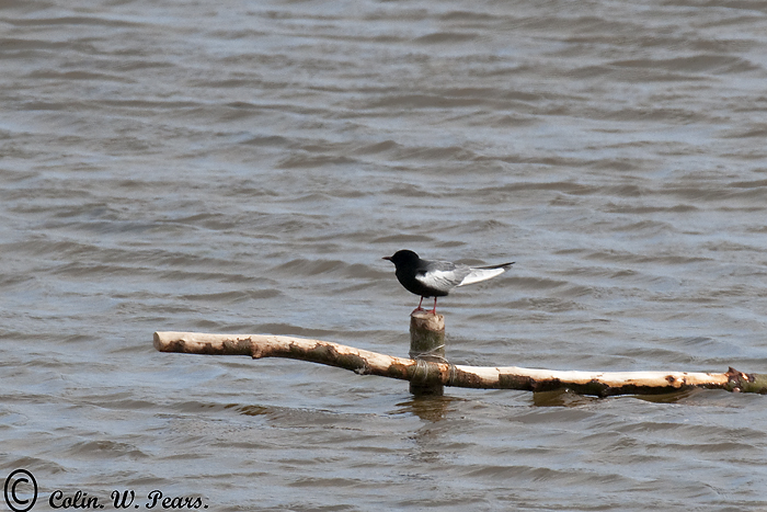 White-winged Black Tern