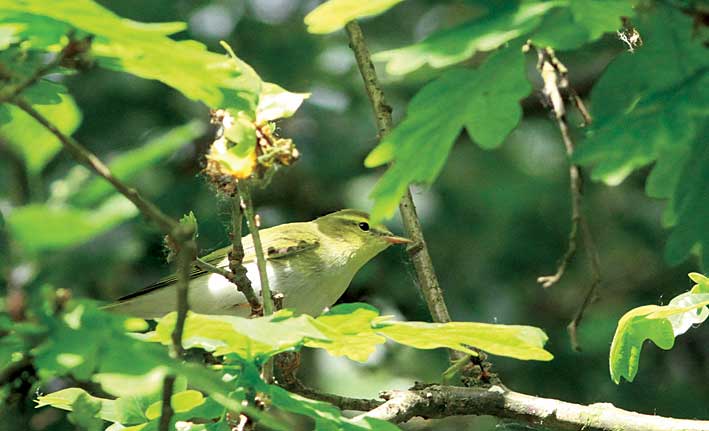 Wood Warbler