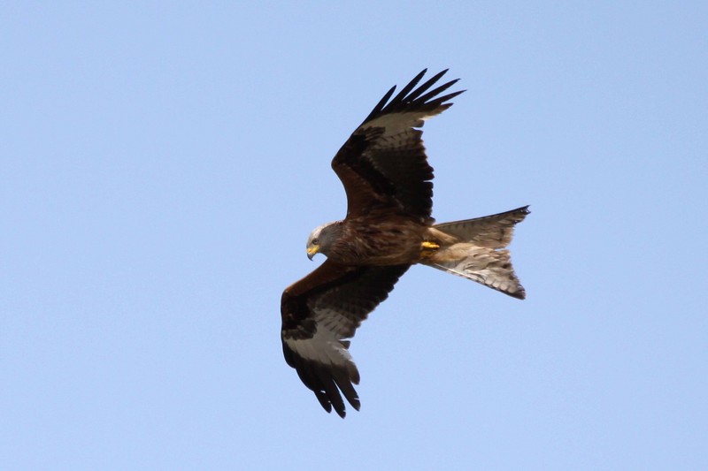 Red Kite
