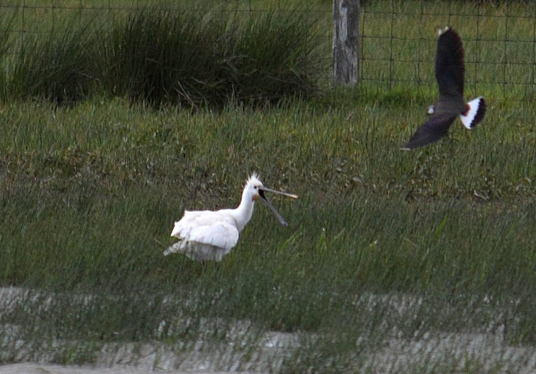 Spoonbill