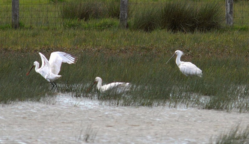 Spoonbill