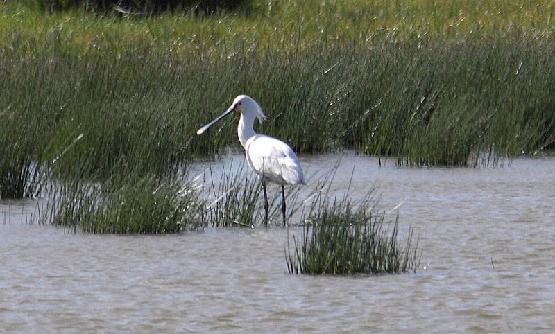 Spoonbill
