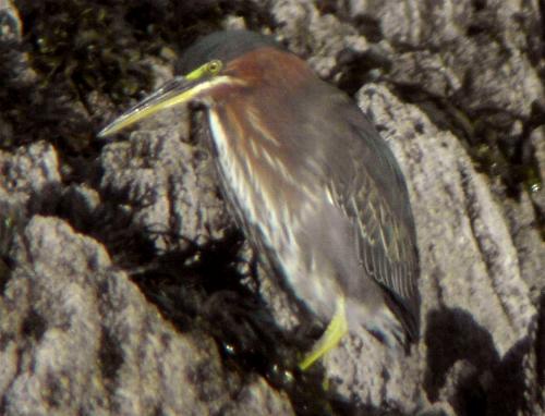 Green Heron