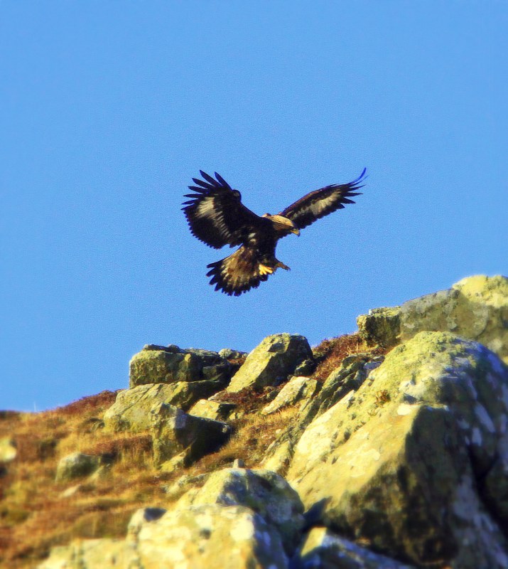 Golden Eagle