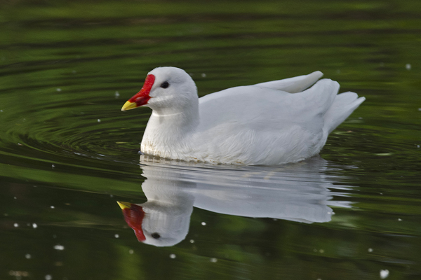 Moorhen 