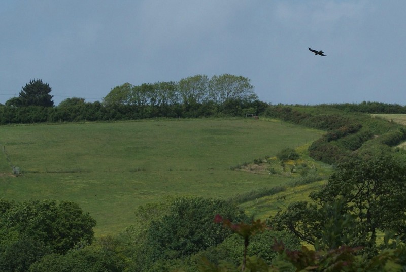 Red Kite