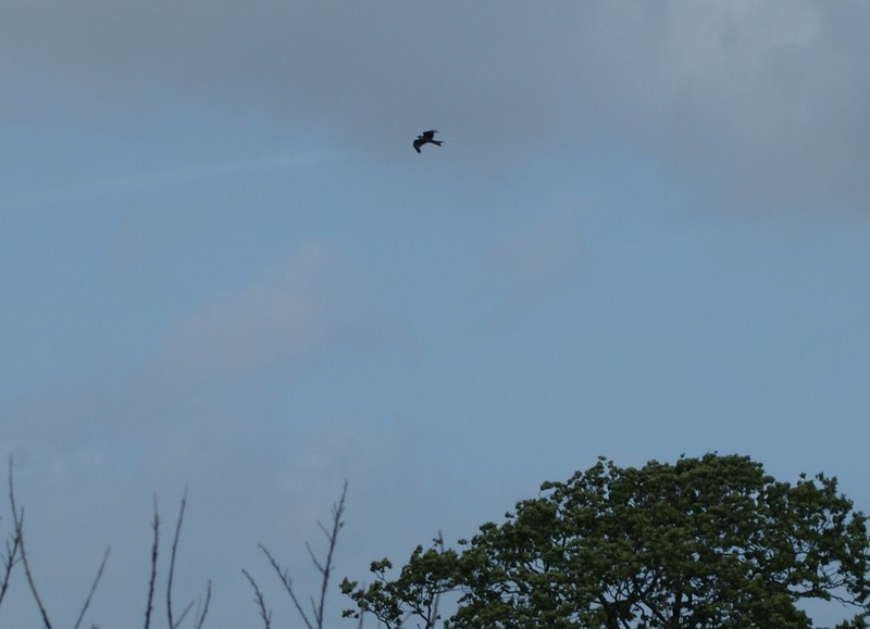 Red Kite