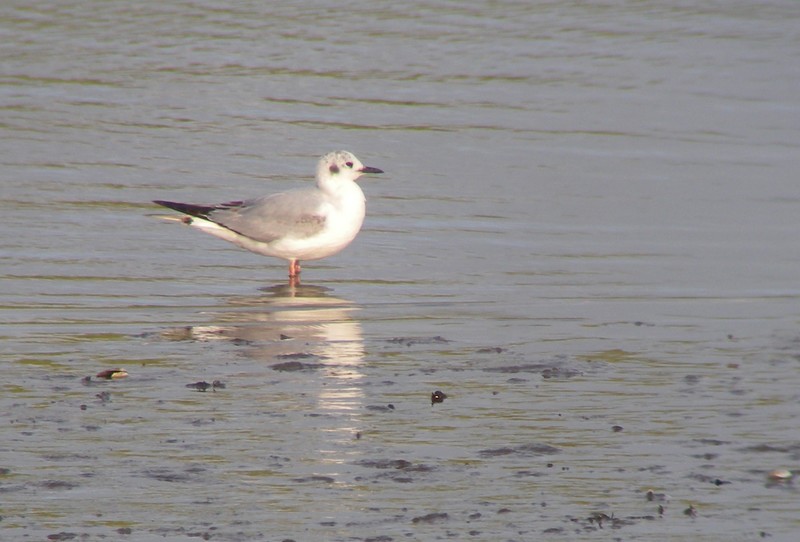 Bonaparte's Gull