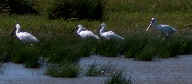 Spoonbill