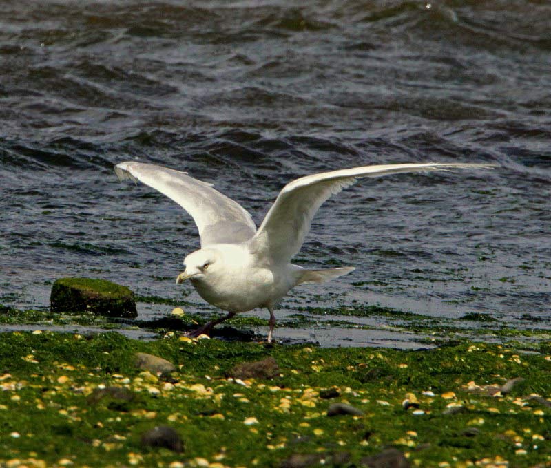 Iceland Gull