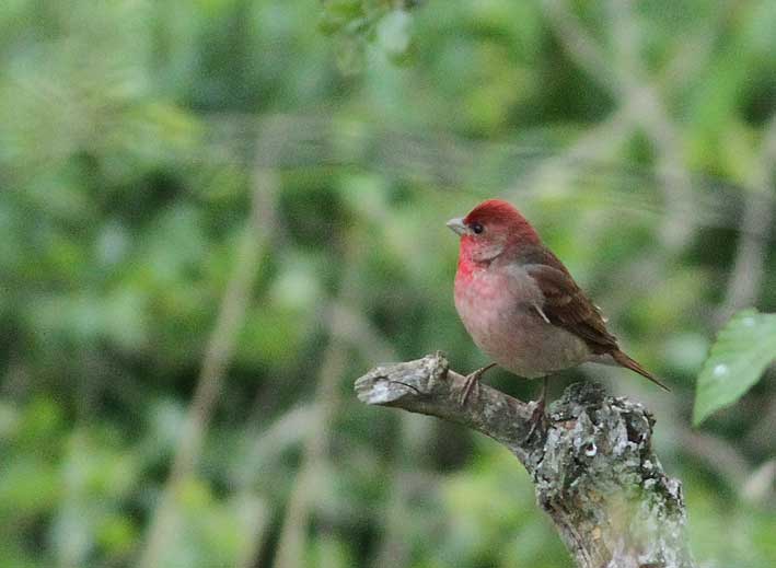 Common Rosefinch