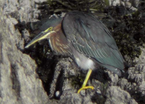 Green Heron